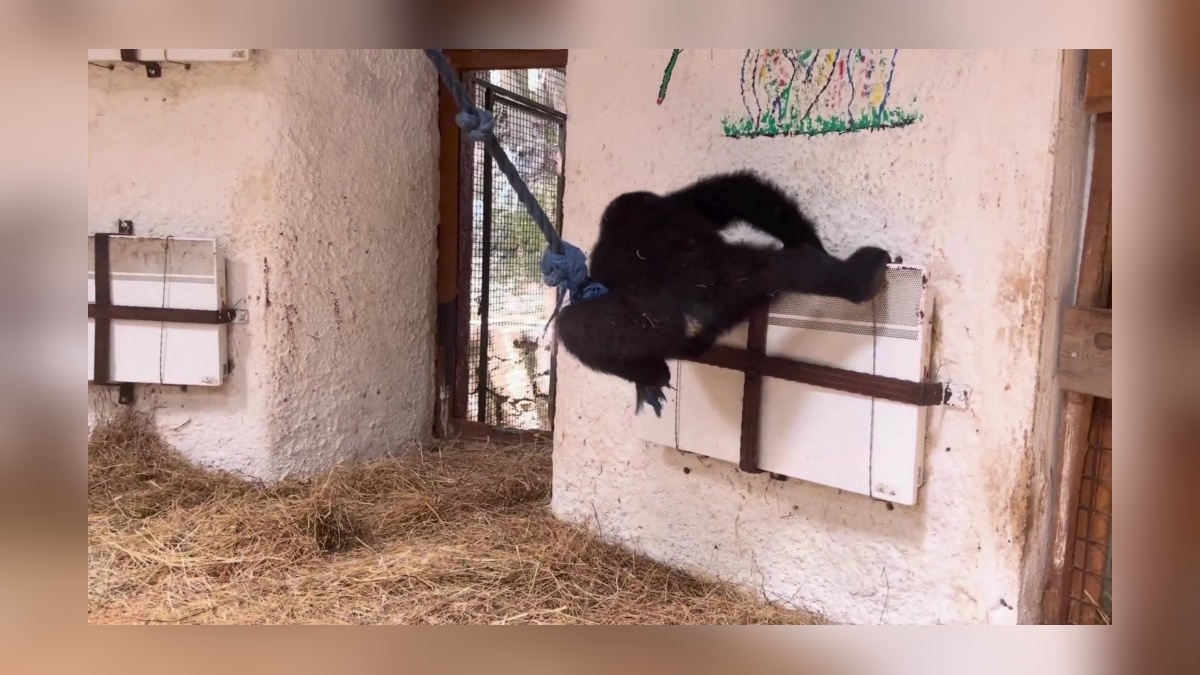 Zeytin adlı yavru goril Nijerya'ya iade ediliyor