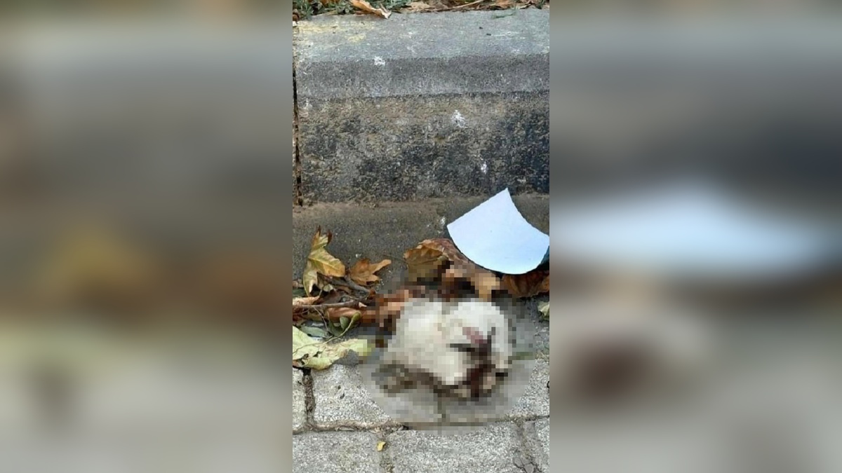 Turgutlu'da kedi başı iddiası: Polis inceleme başlattı