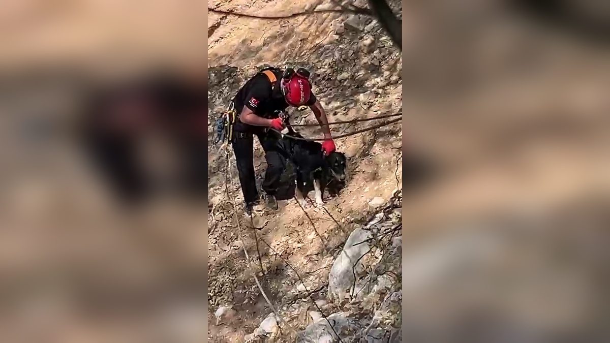 Düzce'de kaybolan 'Cesur', kayalıklardan kurtarıldı