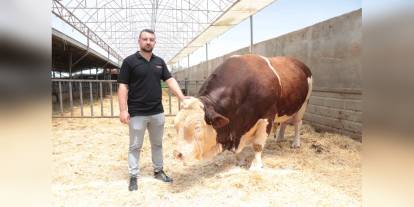 Kayseri'de 1,5 Tonluk 'Poyraz' Adlı Boğa 550 Bin TL'ye Satılıyor
