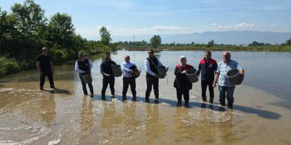 Düzce'de Konuralp pirinci ekimi başladı