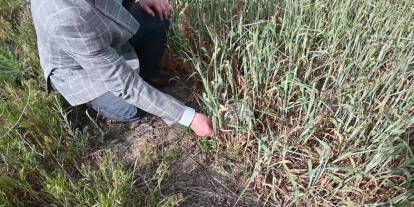 Yozgat'ta kuraklık ve dolu felaketi: Çiftçiler büyük zararda