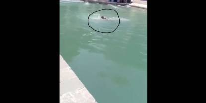 Şanlıurfa'da Balıkgöl'de yüzen adam tepki çekti