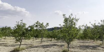 Karabük'te zirai don felaketi: Çiftçinin borçları ertelenmeli