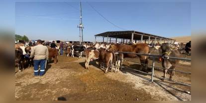 Yozgat'ta şap hastalığı tedbiri: Canlı hayvan pazarları kapatıldı