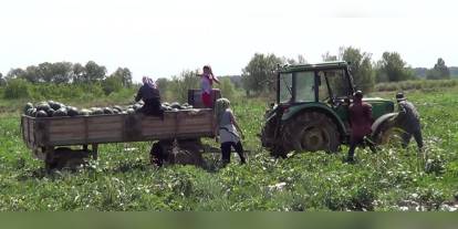 Iğdır'da erken karpuz hasadı: 1000 ton rekolte bekleniyor