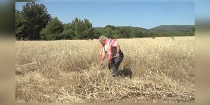 Bornova'da 5 ton Tritikale hasadı: Tavuk üreticilerine ücretsiz dağıtılacak