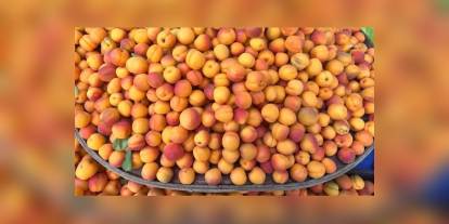 Ticaret Bakanlığı'ndan kayısı fiyatlarına ilişkin açıklama: 1 milyon 400 bin TL ceza