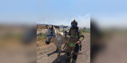 İzmir'de yangın: İtfaiye ve veteriner ekipleri 142 hayvanı kurtardı