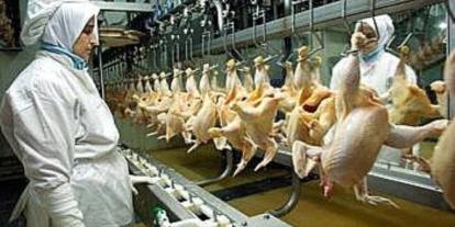 Tavuk fabrikasında gaz sızıntısı: Tesiste üretim durduruldu