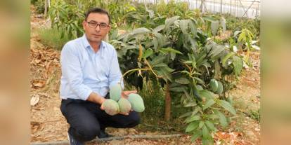 Alanya'da mango hasadı başladı: Yerli mangonun kilosu 200 TL