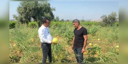 Manisa'da çiftçiler ürünlerini tarlada bıraktı: 150 bin lira zararla karşı karşıya
