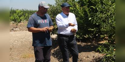 Adana'da aşırı sıcaklar limon üreticilerini vurdu: Yüzde 80'e varan kayıplar