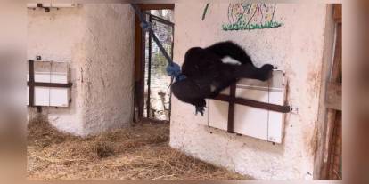 Zeytin adlı yavru goril Nijerya'ya iade ediliyor