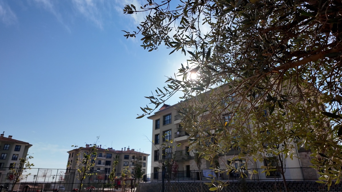 229484-2.jpg